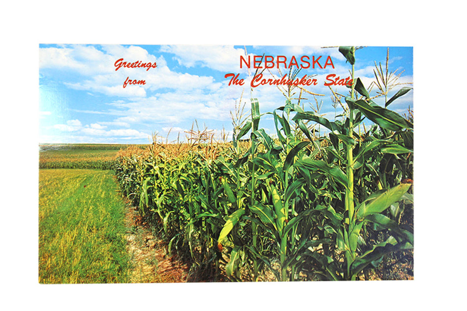 Nebraska Corn Field Postcard