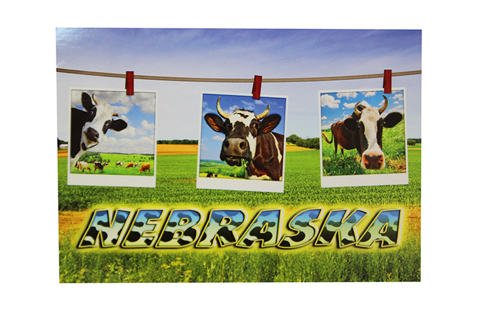 Nebraska Cows Postcard