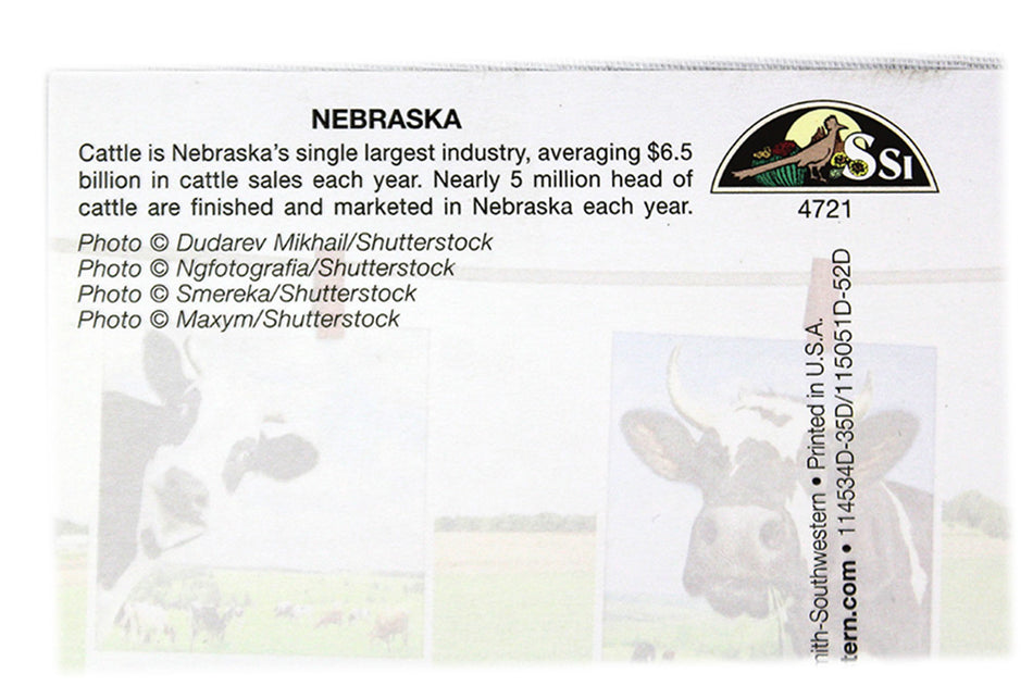 Nebraska Cows Postcard